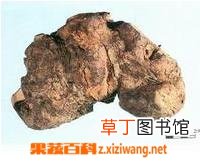 土茯苓的功效和作用