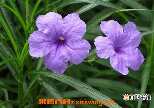 翠芦莉的功效和作用 翠芦莉的药用价值