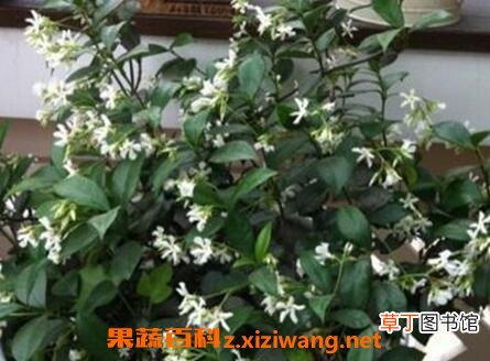 银丝茉莉的养殖方法和注意事项