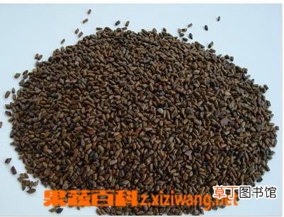 决明子的功效与作用及食用方法