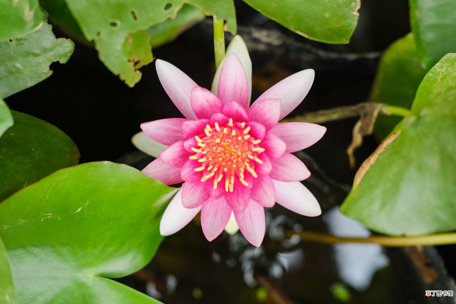 睡莲插花瓶里怎么养，为什么晚上会合拢