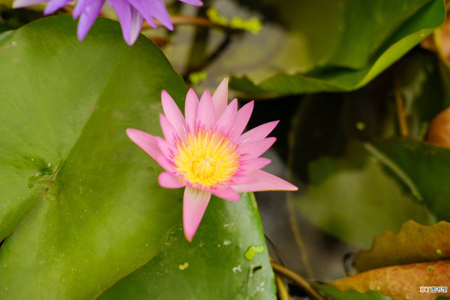 睡莲插花瓶里怎么养，为什么晚上会合拢