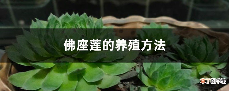 佛座莲的养殖方法