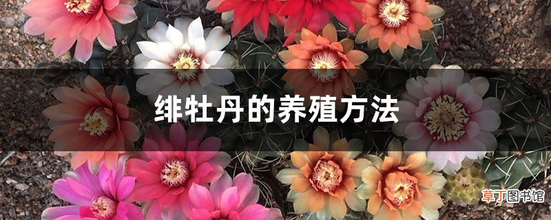 绯牡丹的养殖方法