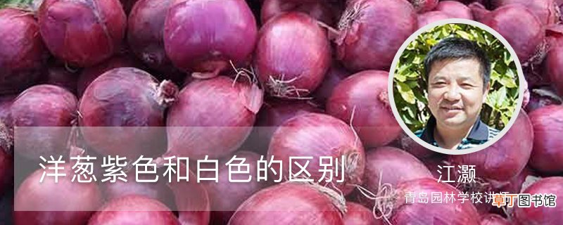洋葱紫色和白色的区别