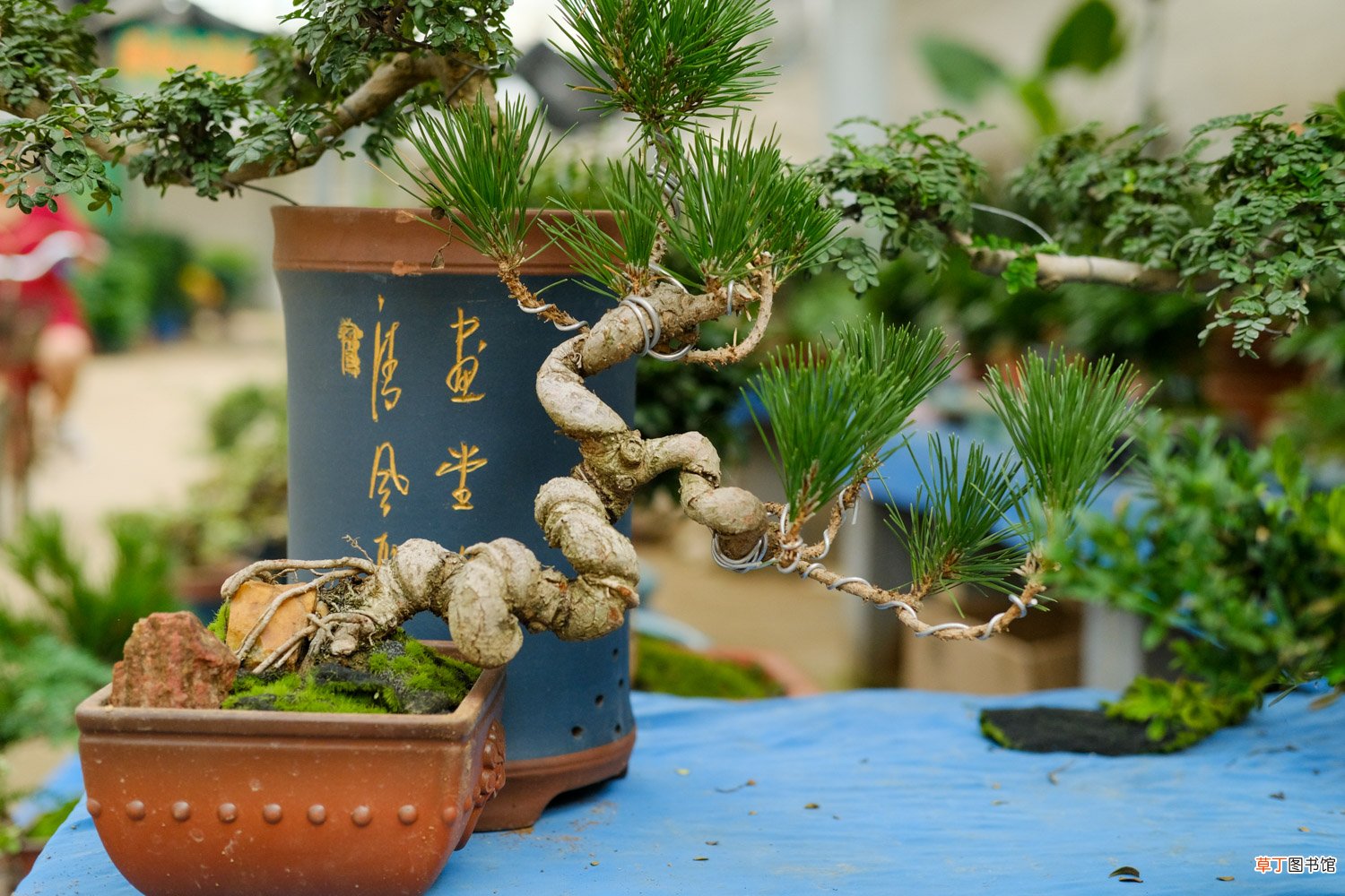 松果代表什么意义
