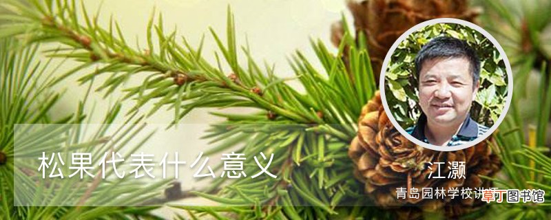 松果代表什么意义
