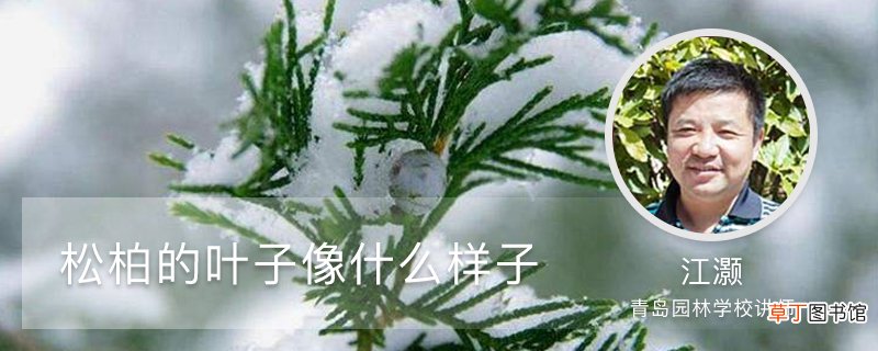 松柏的叶子像什么样子