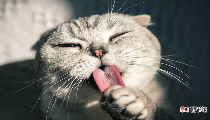 梦见养猫是什么征兆