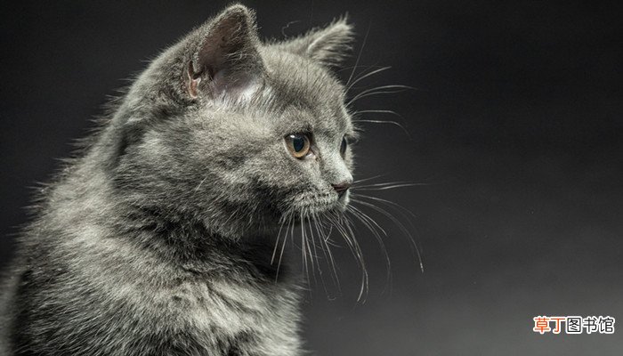 梦见养猫是什么征兆