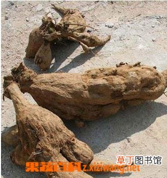 葛根的作用与功效