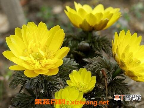 福寿草的功效与作用 福寿草的药用价值