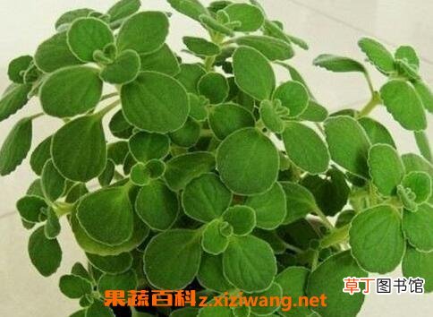 碰碰香有毒吗 碰碰香泡茶的食用方法