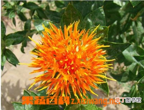 藏红花的实用功效与作用