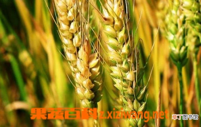 大麦的功效与作用及食用方法