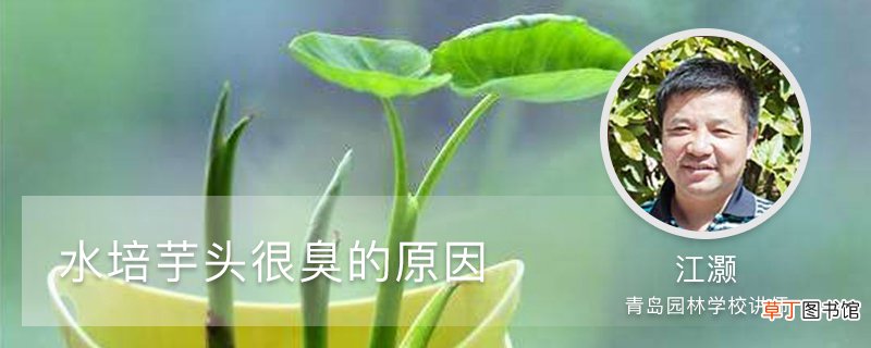 水培芋头很臭的原因