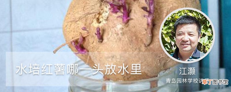 水培红薯哪一头放水里