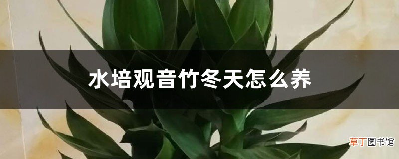 水培观音竹冬天怎么养