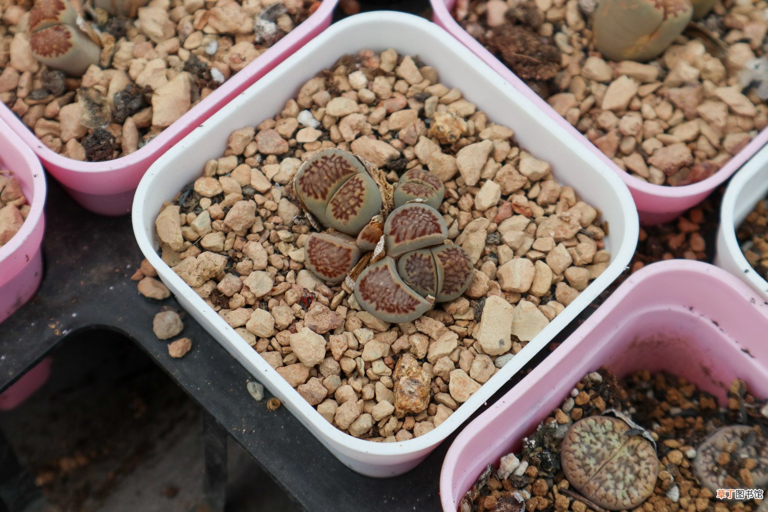 生石花脱皮前预兆