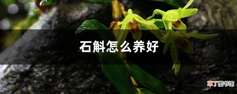石斛怎么养好