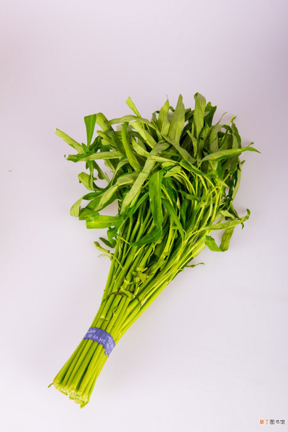 空心菜种植时间和方法