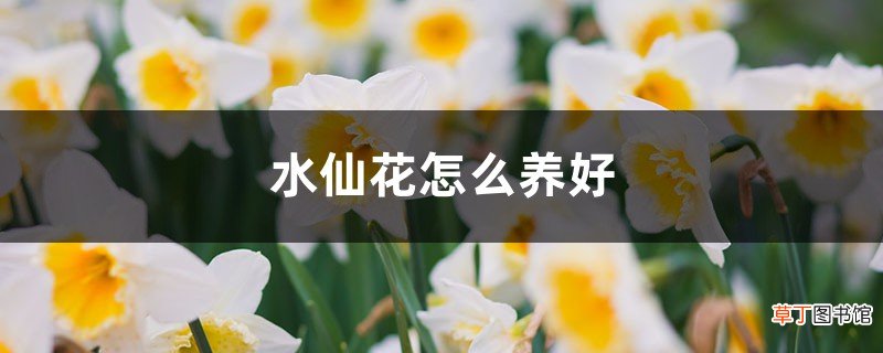 水仙花怎么养好