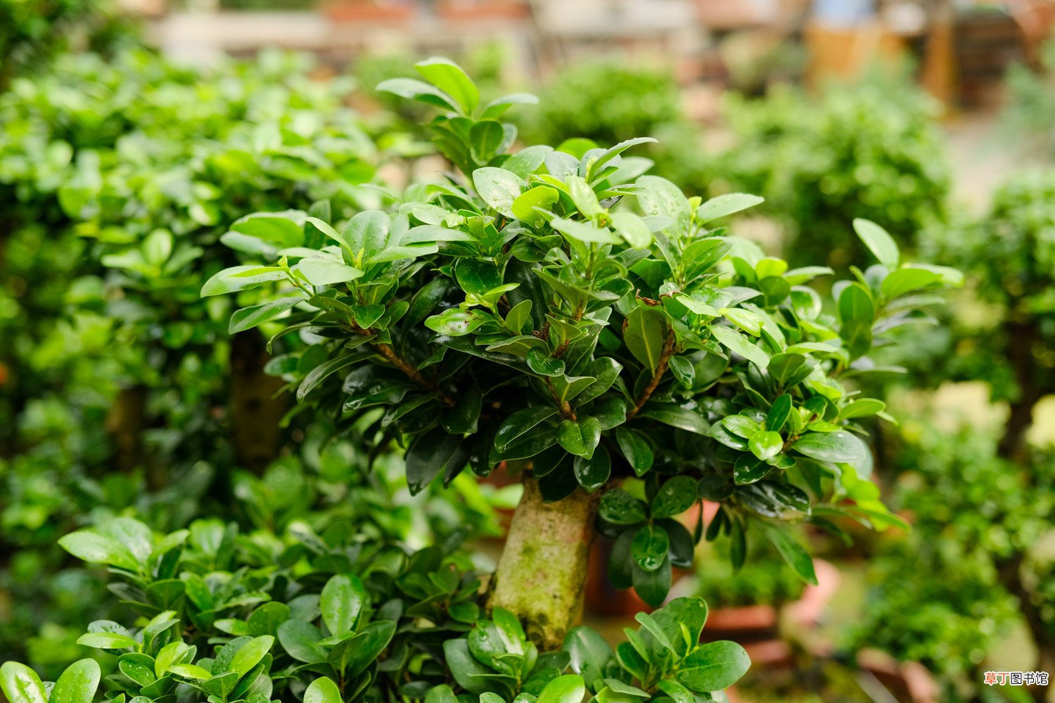 适合北方室内养的盆景有什么