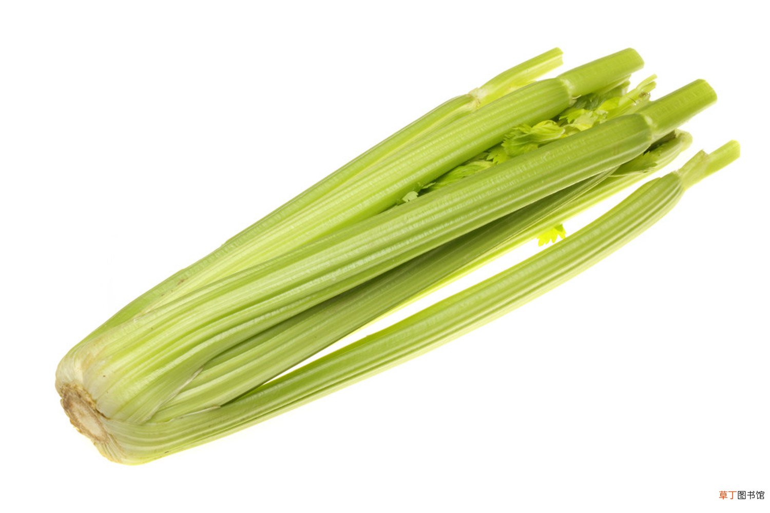 芹菜育苗方法和时间