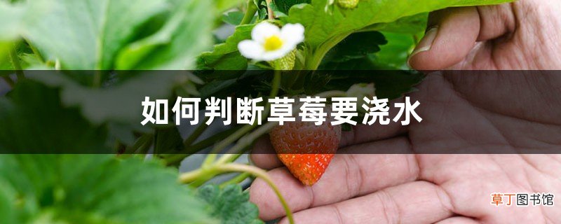 如何判断草莓要浇水