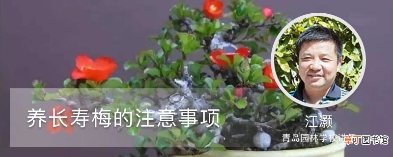 养长寿梅的注意事项