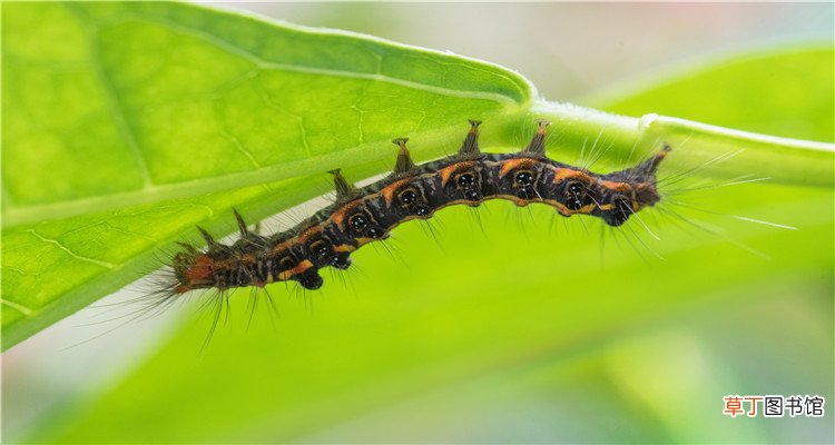 梦见吃虫子是什么征兆