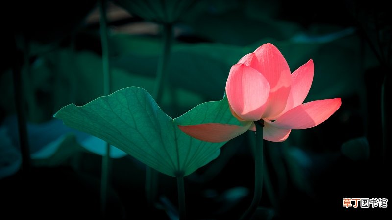 小荷才露尖尖角描写什么季节