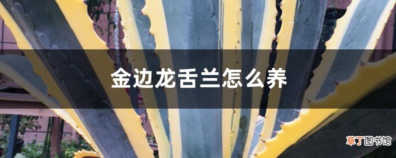 金边龙舌兰怎么养