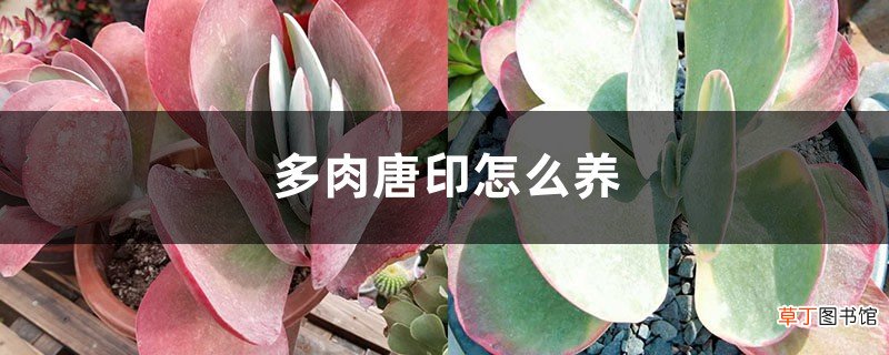 多肉唐印怎么养