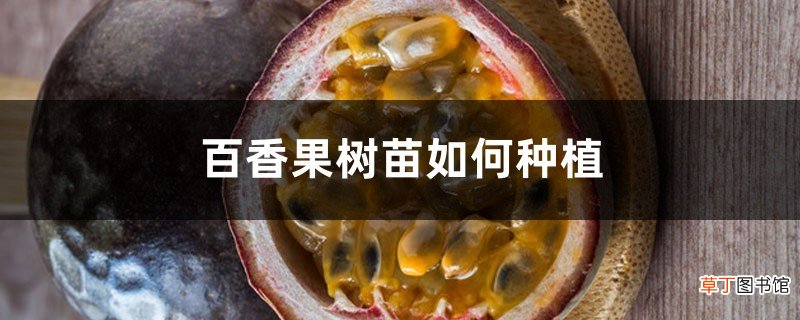 百香果树苗如何种植