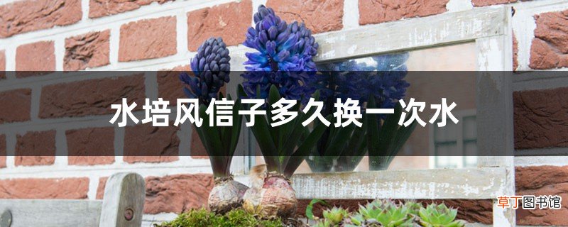 水培风信子多久换一次水