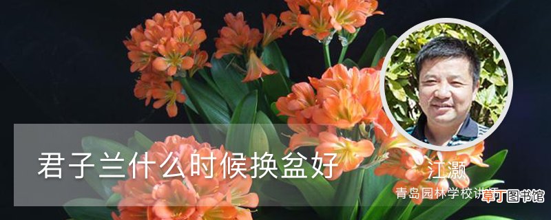 君子兰什时候换盆好