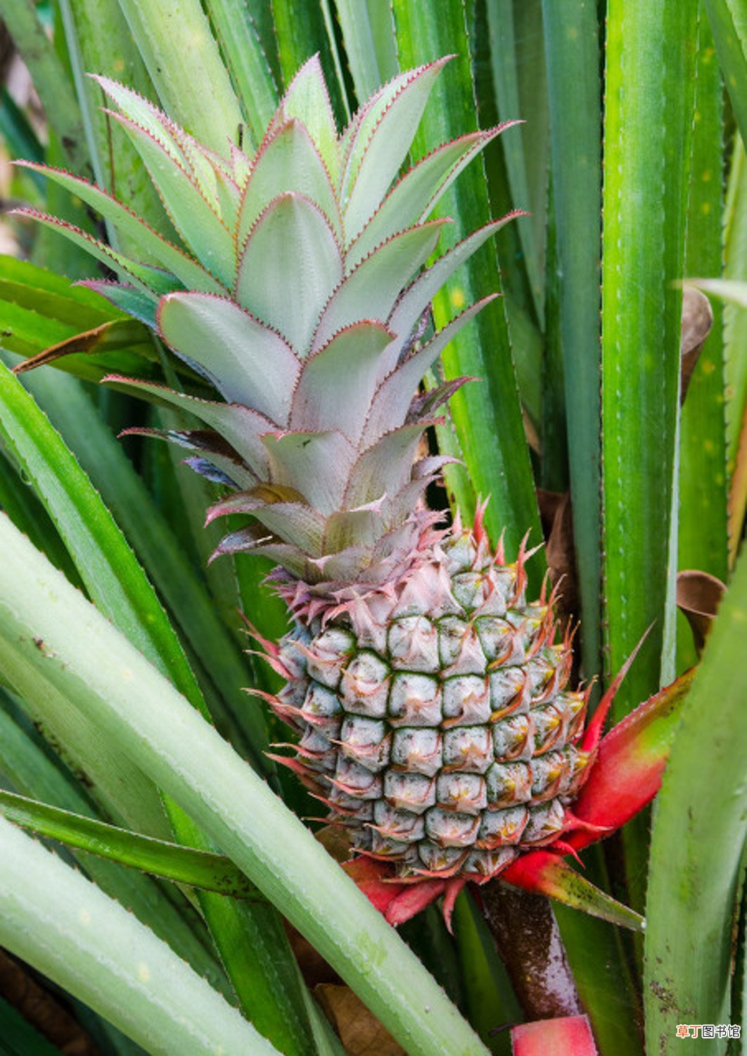 菠萝的养殖方法