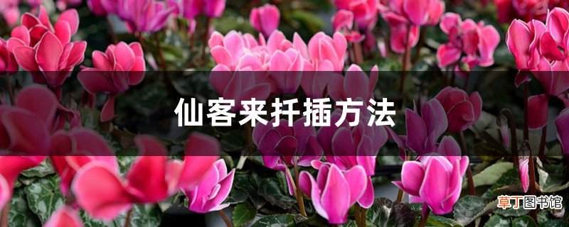 仙客来扦插方法