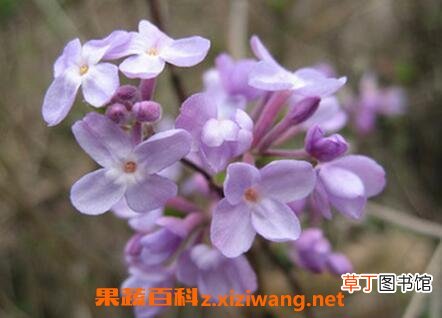 莞花的功效与作用 莞花的药用价值