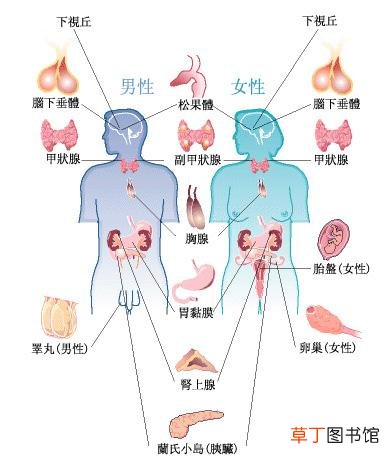 何尔蒙是什么