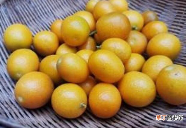 金桔是整个吃吗