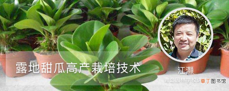 露地甜瓜高产栽培技术