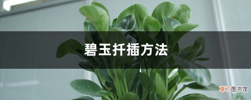 碧玉扦插方法