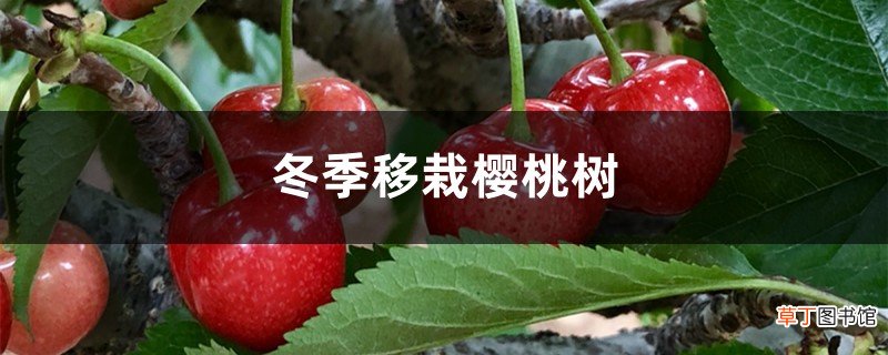 冬季移栽樱桃树的方法