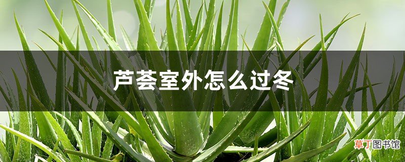 芦荟室外怎么过冬