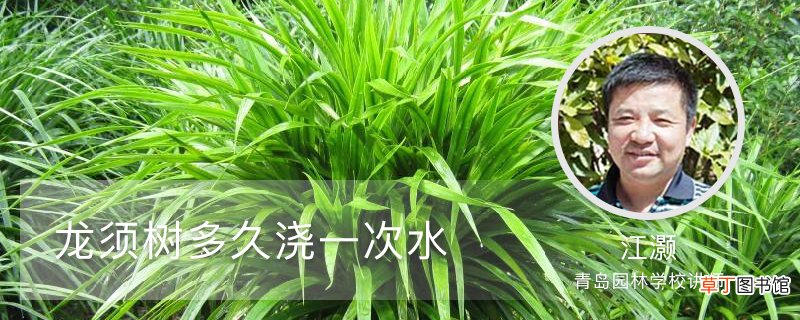 龙须树多久浇一次水