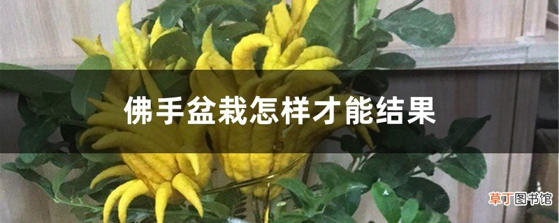 佛手盆栽怎样才能结果