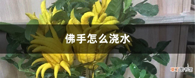 佛手怎么浇水