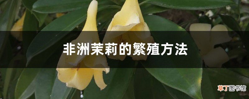 非洲茉莉繁殖方法